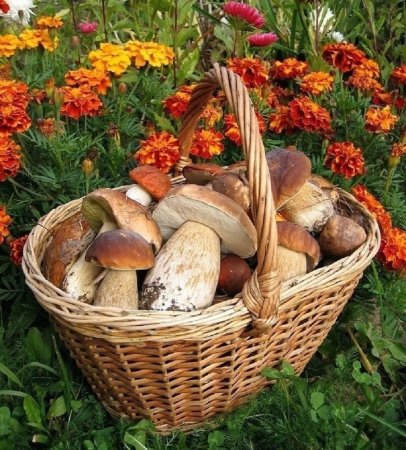 Грибное лукошко грибы