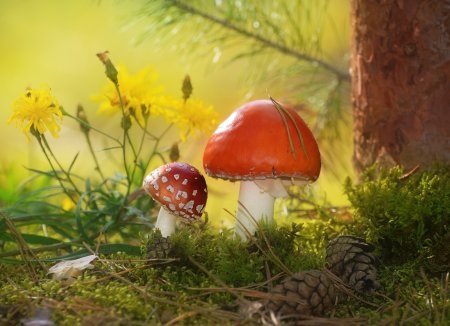 Осенние грибочки