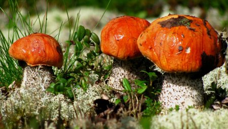 Подосиновик гриб Поляна