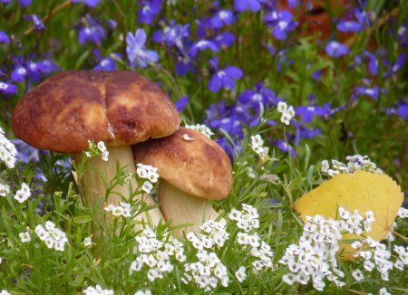 Поляна с цветами грибами