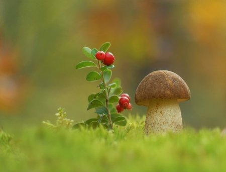 Лес грибы ягоды