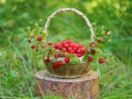 Давид земляничник праздник