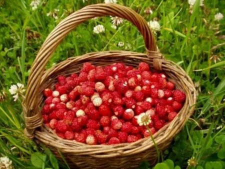 Ягодница, Давид земляничник