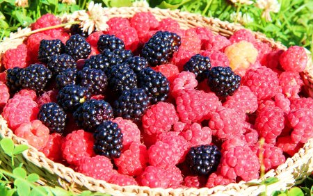 Малина и ежевика