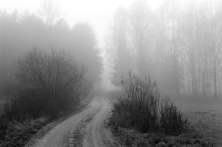 Серая природа