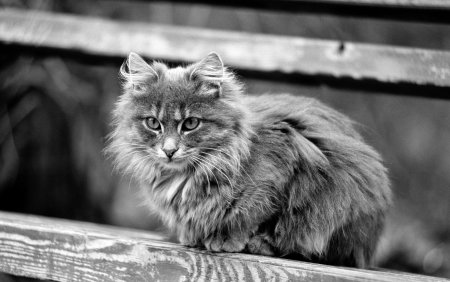 Кошка черно серая пушистая