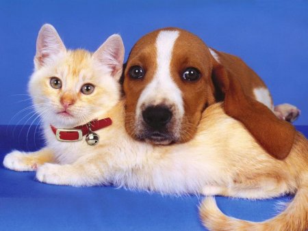 Коты и собаки