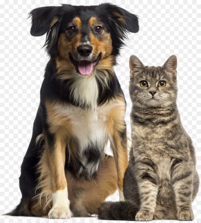 Кот и собака