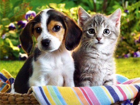 Прикольные картинки - собаки и кошки (40 фото)