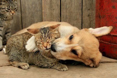 Собака с кошкой дружат