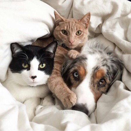Кошки и собаки