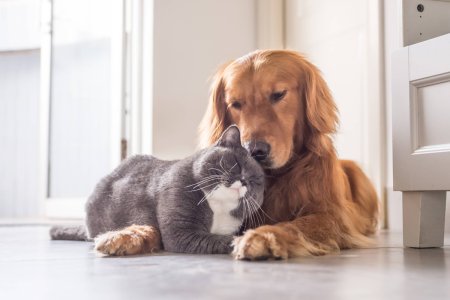 Кошки и собаки