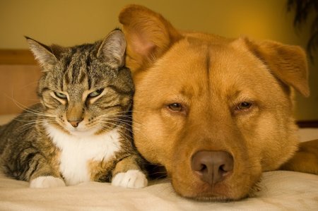 Дружба кота и собаки