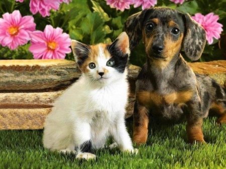 Милые котята и щенки