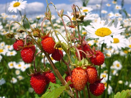 Лето земляника