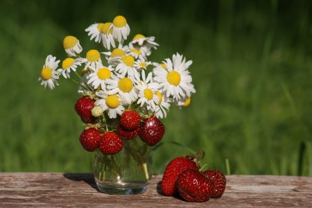 Лето природа земляника и Ромашка