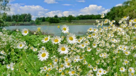Природа ромашки