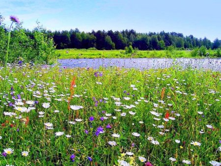Луга разнотравье Пермского края