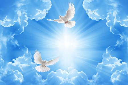 Голуби в небе