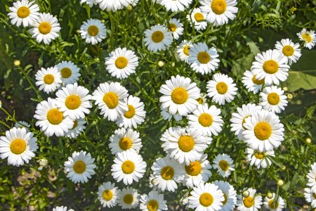 Мойчечак Гули