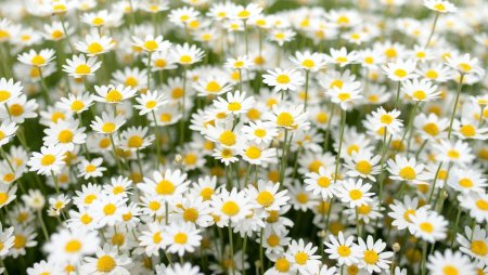 Полевые ромашки