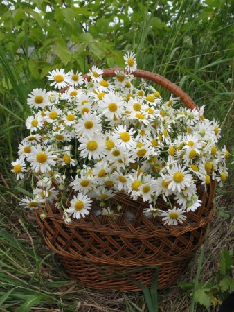 Ромашка цветы