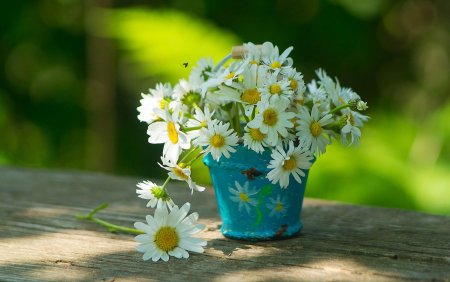 Нежные ромашки