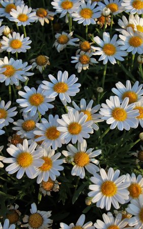 Ромашка мелкоцветная