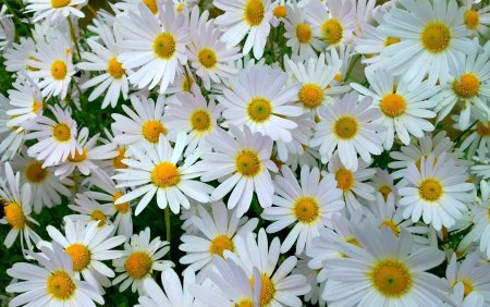 Белые ромашки