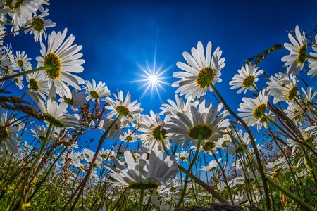 Природа ромашки