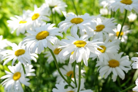 Ромашка цветы