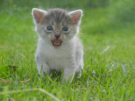 Малюсенькие котята