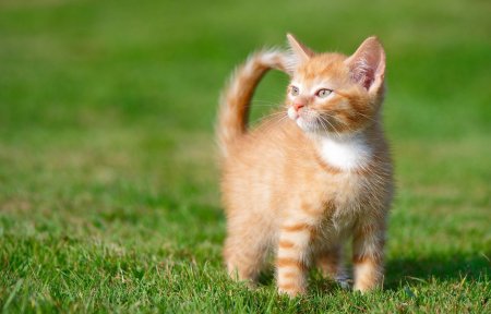 Рыжий котёнок