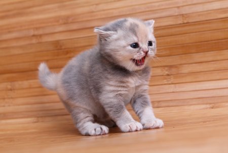 Британский короткошерстный котенок маленький