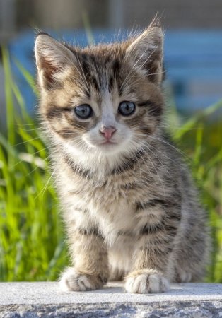Маленькие кротики