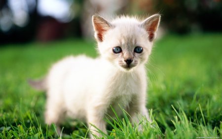 Маленькие котятки