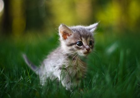 Маленькие котики