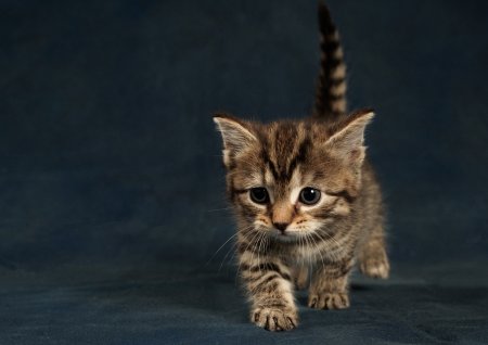 Кошки маленькие