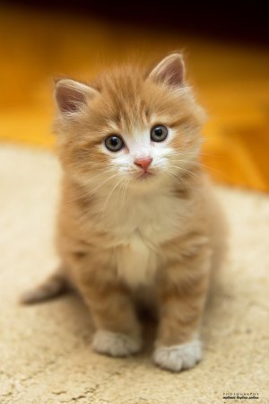 Маленькие котяры