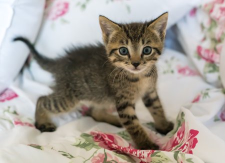 Маленькие котятки