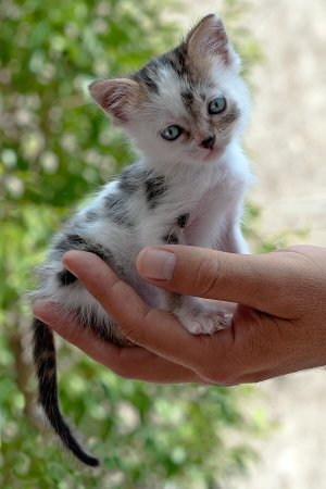 Кошка маленькая