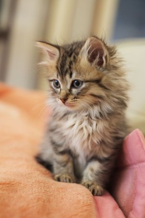 Маленькие котёнки