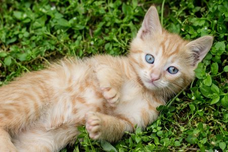 Рыжий котёнок