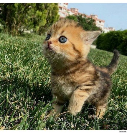 Маленькие котятки