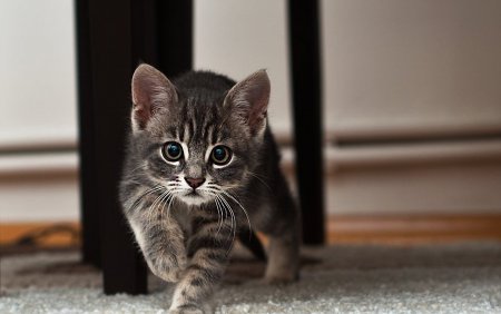 Кошки маленькие