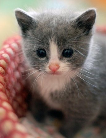 Милые котики