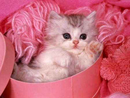 Маленький котенок