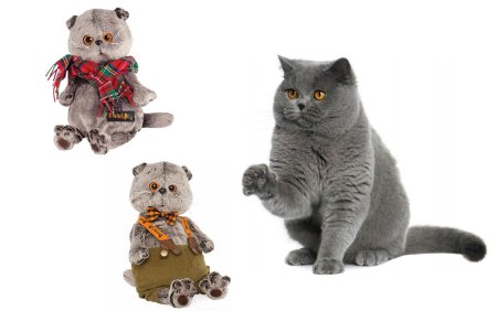 Шотландская вислоухая кошка Басик