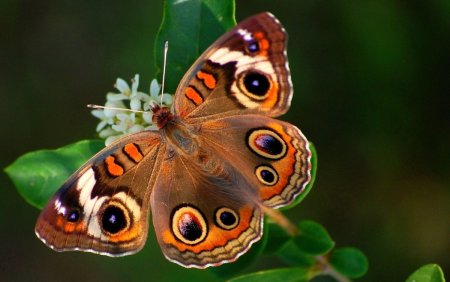 Junonia coenia