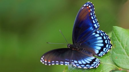 Синий Махаон бабочка